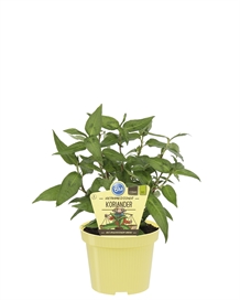 Vietnamesisk koriander økologisk, 12 cm